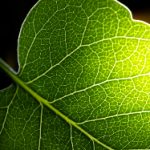 汤姆叔叔官网:探索美味汤品的秘密与独特食谱分享 22gjo4p54