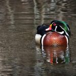 次元动漫的乱太郎:探索奇幻世界中的友情与冒险之旅 3iokkaw8k