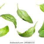gshrsh66